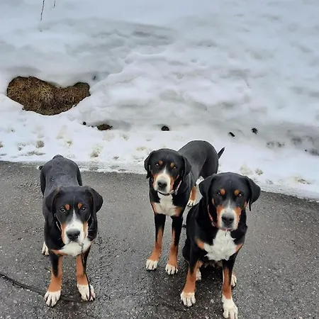 Ferien In Der Bergwelt Von 3* Адельбоден