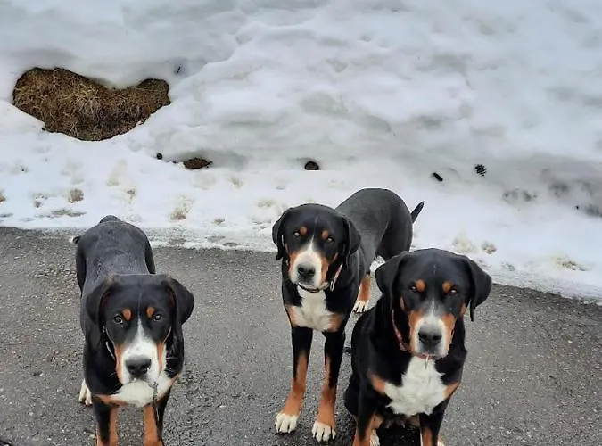 Ferien In Der Bergwelt Von 3* Adelboden